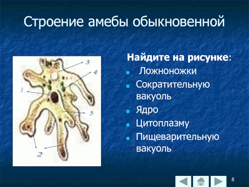 Что обозначено на рисунке цифрой 3 ложноножка цитоплазма пищеварительная вакуоль