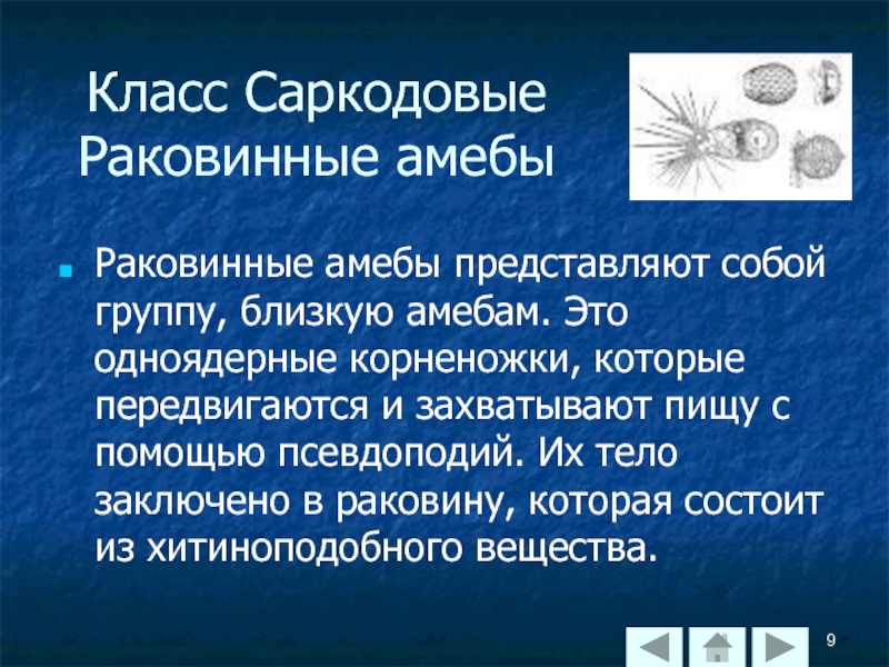 Класс саркодовые презентация