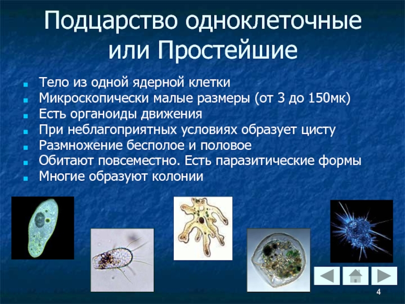 Презентация одноклеточные животные 5 класс