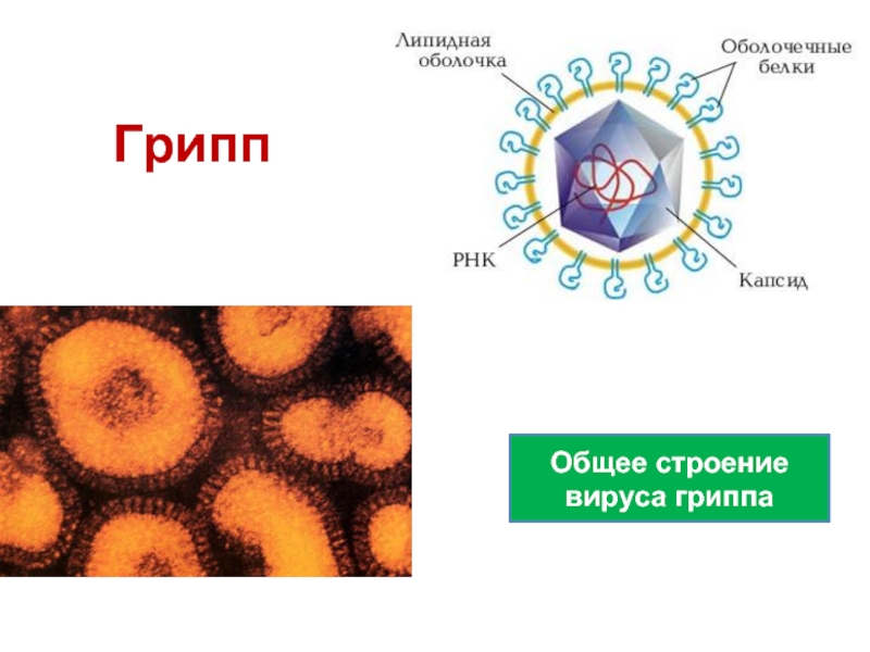 4 строение вирусов. Строение вируса гриппа. Общее строение вирусов. Схема строения вируса гриппа. Вирусы и их строение.