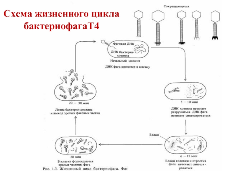 Жизненный цикл бактериофага. Последовательность жизненного цикла бактериофага. Охарактеризуйте жизненный цикл бактериофага. Установите последовательность жизненного цикла бактериофага. Цикличность микробиология.