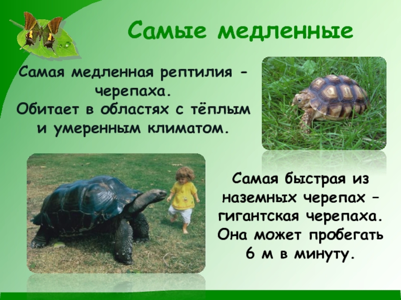 Черепаха сообщение 8 класс. Сообщение о черепахе. Черепаха для презентации. Черепахи презентация для детей. Пресмыкающиеся животные черепаха.