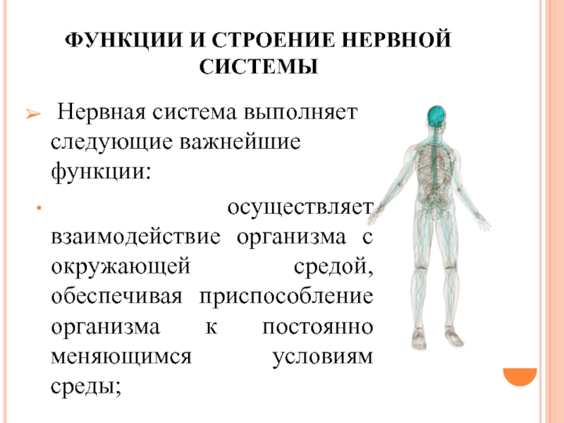 Выполняемые функции нервной