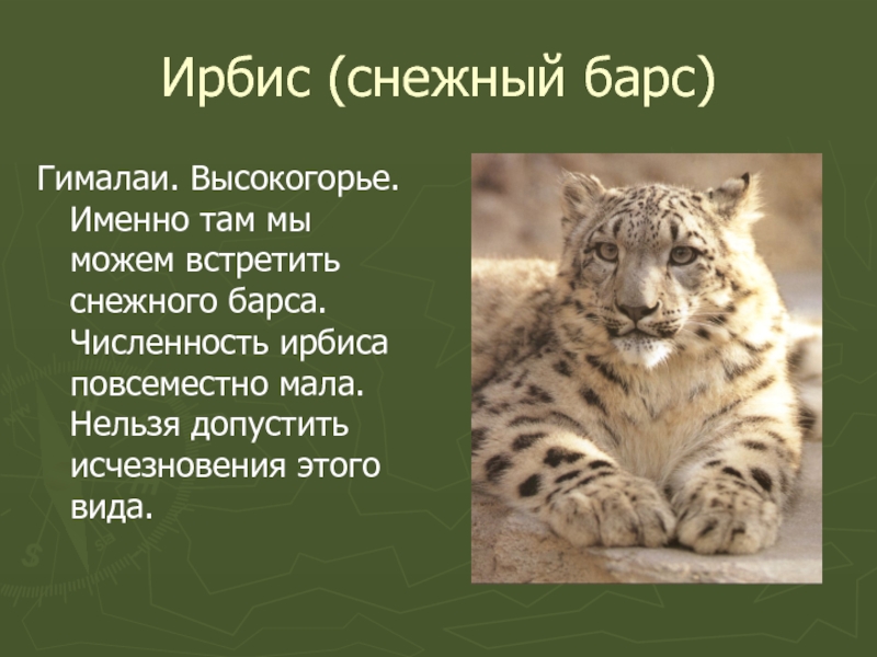 Почему барса. Снежный Барс причины вымирания. Ирбис численность. Снежный Барс численность. Снежный Барс причины исчезновения.