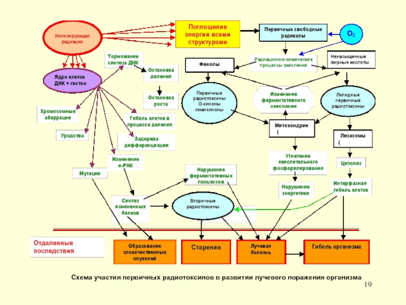 Схема участия первичных радиотоксинов в развитии лучевого поражения организма