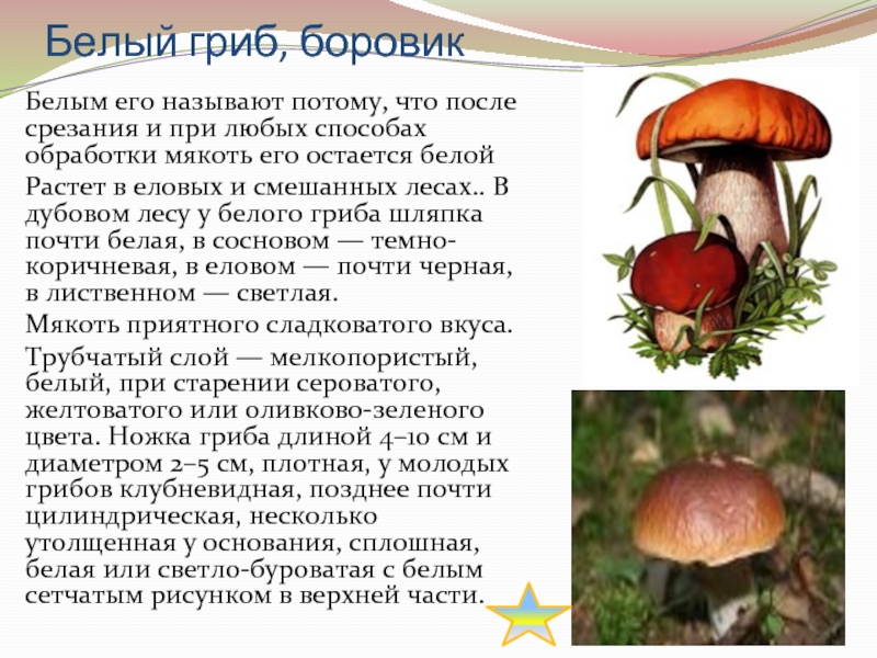 Белый гриб относится к трубчатым