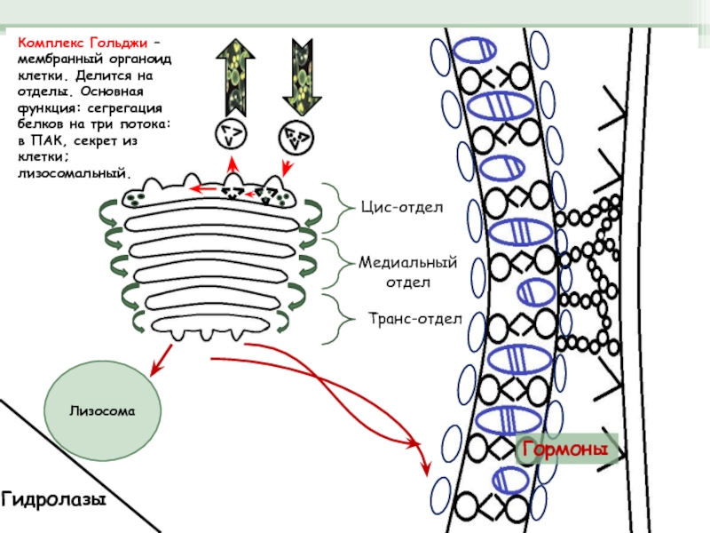 Комплекс гольджи мембраны. Комплекс Гольджи мембранный. Транспорт белков из аппарата Гольджи. Сегрегация комплекс Гольджи. Аппарат Гольджи Синтез белка.
