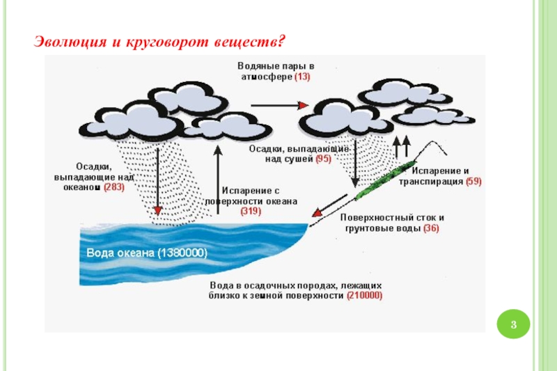 Круговорот кальция схема