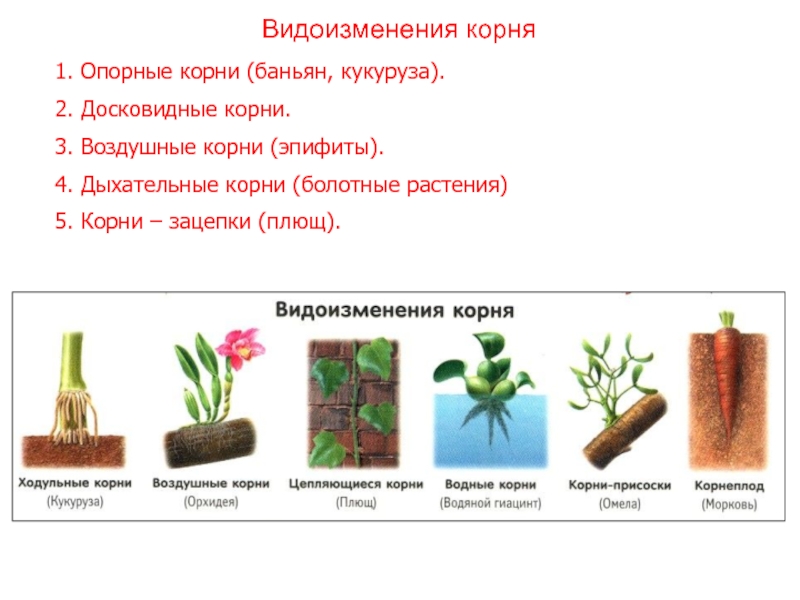 Что относится к видоизмененным корням биология 6. Корнеплоды видоизменения корня. Видоизмененный корень растения. Видоизменение корня свеклы.