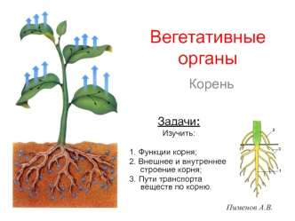 Вегетативные органы