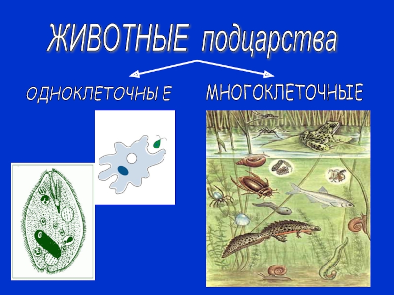 Подцарства животных. Одноклеточные животные. Одноклеточные животные и многоклеточные животные. Одноклеточные или многоклеточные. Одноклеточные многоклеочные подцарства животных.