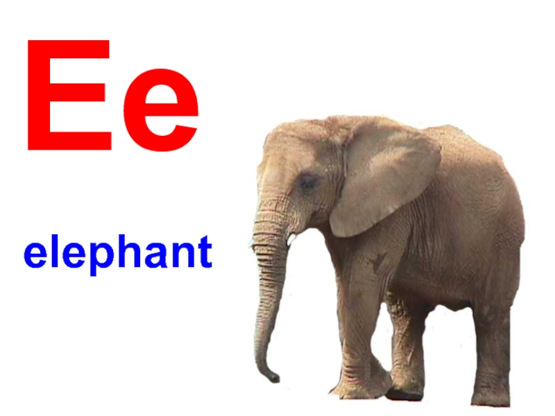 Elephant множественное. Ee Elephant. Следующее слово слон. Ee Eddy Elephant. Elephant Спонсор.