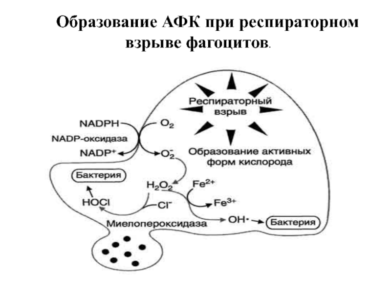 Схема образования активных форм кислорода