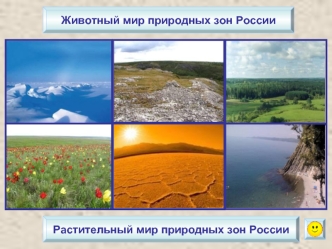 Животный мир природных зон России