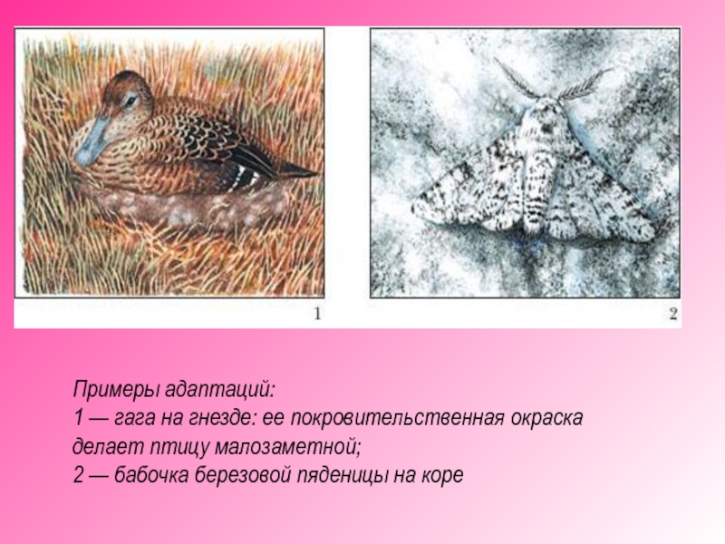 Покровительственная адаптация примеры. Покровительственная окраска птиц. Адаптация покровительственная окраска. Покровительственная окраска примеры адаптации.