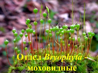Отдел Bryophyta - моховидные