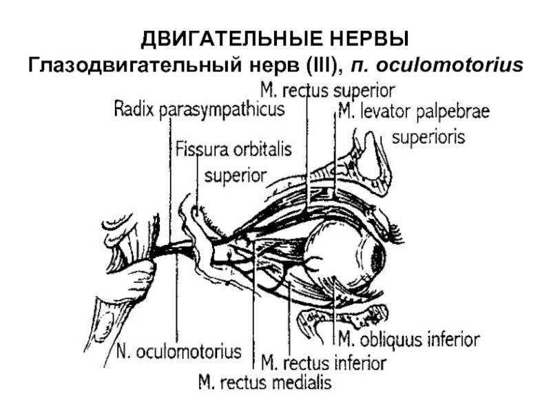 Глазодвигательный нерв картинка