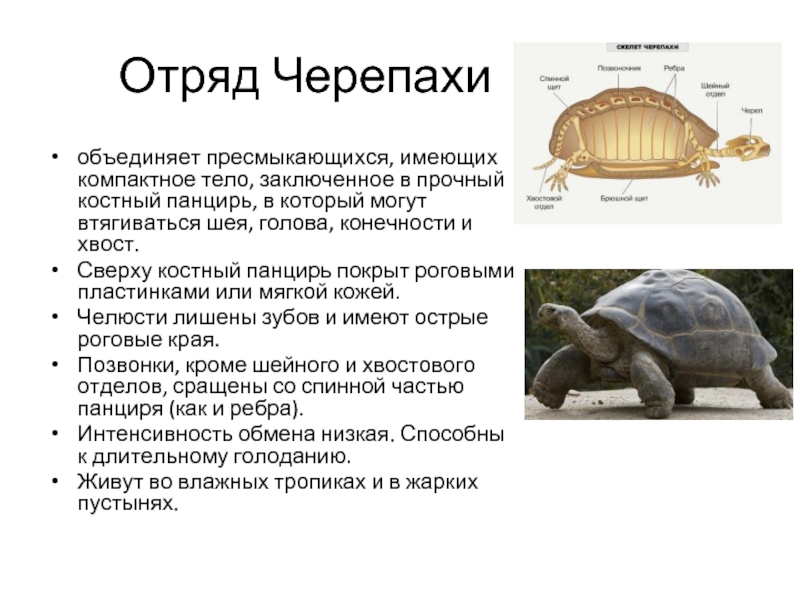 Температура черепахи. Отряд черепахи строение конечностей. Строение карапакса черепахи. Строение панциря черепахи. Панцирь черепахи состоит из.