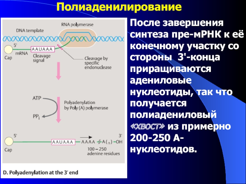 Синтез пре рнк