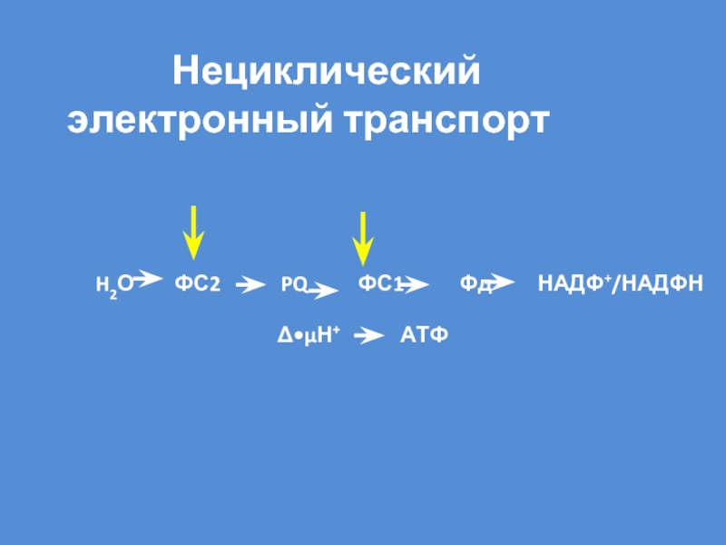 Схема нециклического фосфорилирования