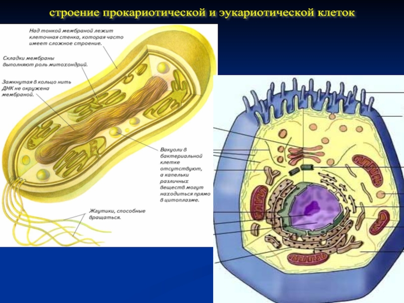 Организации эукариотической клетки. Строение эукариотической клетки бактерии. Прокариотическая и эукариотическая клетка. Строение бактерий эукариот. Строение эукариотической клетки и прокариотической клетки.