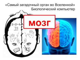 Биологический компьютер мозг