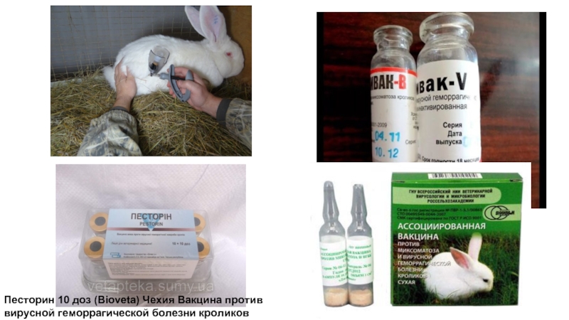 Контрольная работа по теме Вирусная геморрагическая болезнь кроликов