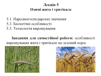 Озимі жито і тритікале