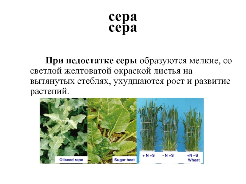 Цветы серы. Недостаток серы у растений. Растение при нехватке серы. Сера для растений. Функции серы в растениях.