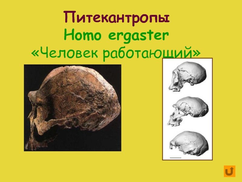 Объем мозга питекантропа. Человек работающий homo ergaster. Питекантроп внешний вид. Питекантроп орудия труда.