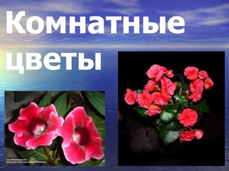 Комнатныецветы