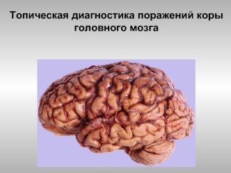 Топическая диагностика поражений коры головного мозга