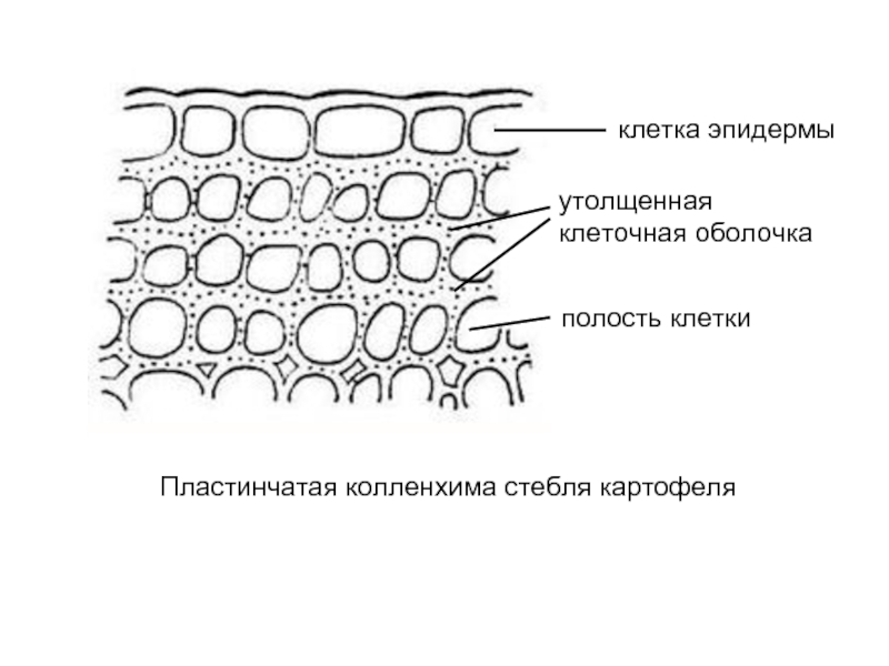 Колленхима это