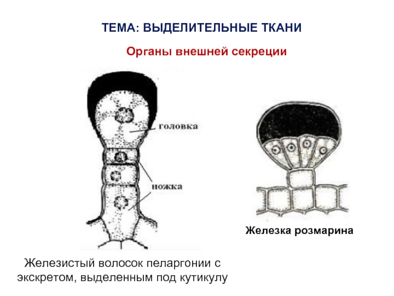 Выделительные ткани. Выделительные ткани наружной секреции. Железистый волосок листа пеларгонии. Ткани наружней секреции наружные железки строение. Железистый волосок.