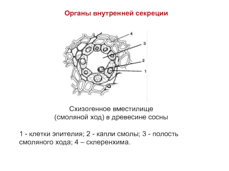 Ход на клетку 1. Клетки колленхимы черешка листа свеклы. Схизогенные вместилища. Схизогенные смоляные ходы. Механическая ткань листа.