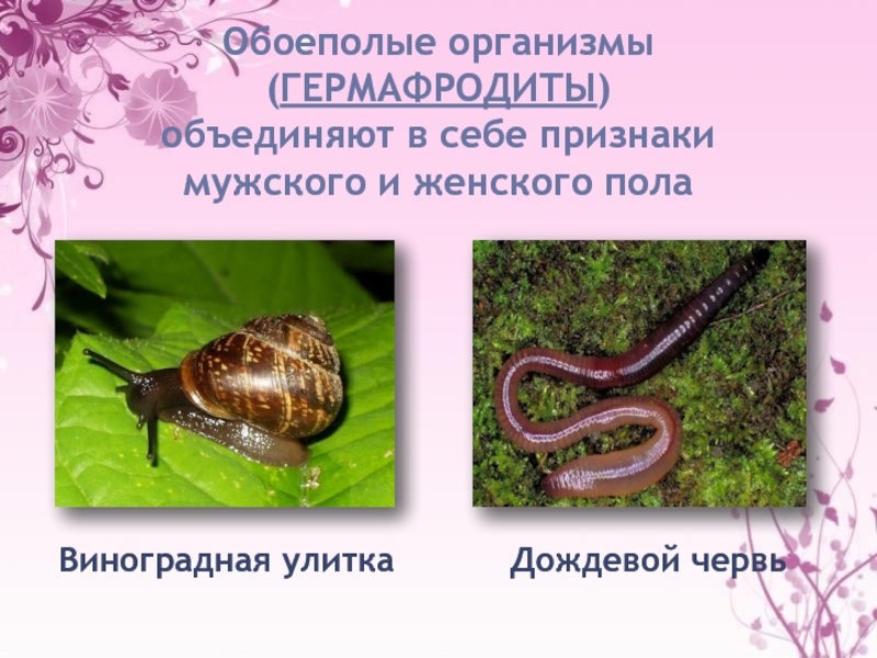 Обоеполые черви. Гермафродиты это в биологии примеры. Обоеполые животные примеры. Гермафродиты и раздельнополые организмы. Гермафродиты примеры животных.