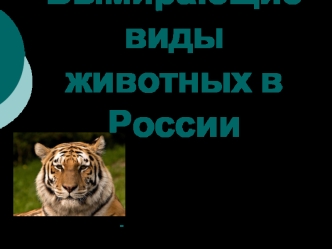 Вымирающие виды животных в России