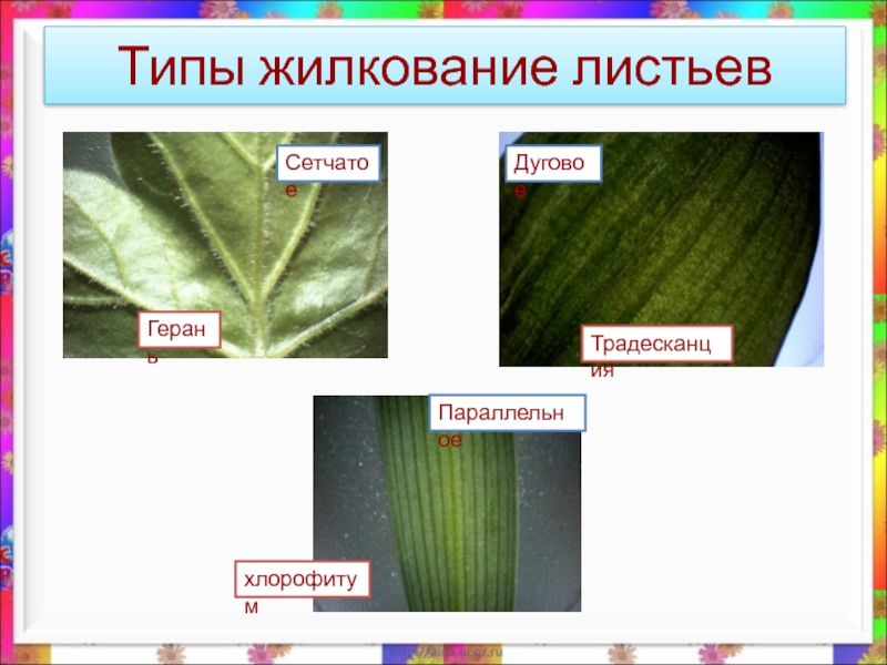 Рассмотрите изображение листа герани