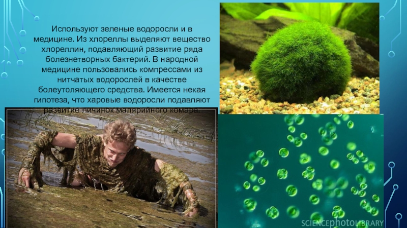Хлорелла относится к водорослям. Водоросли в медицине. Зеленые водоросли в медицине. Использование водорослей в медицине. Как водоросли используют в медицине?.