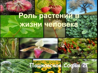 Роль растений в жизни человека