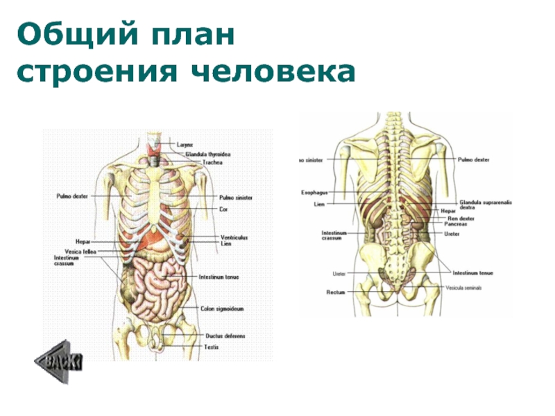 Единый план строения органов. Строение тела человека. Общий план строения человека. Строение органов человека. Строение человека анатомия.