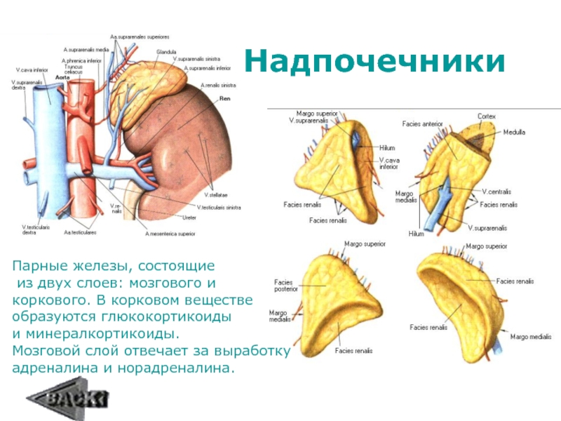 Надпочечники температура