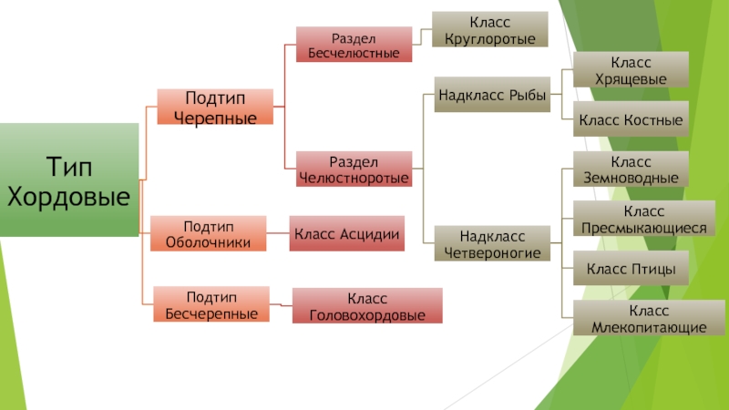 Пользуясь текстом параграфа составьте схему показывающую систематическое положение человека