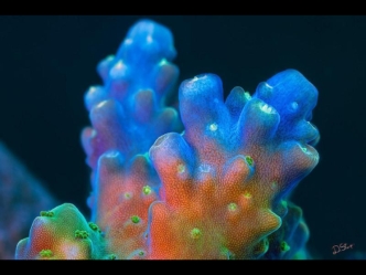 Fluorescent Corals