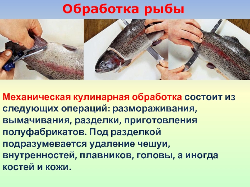 Организация обработки рыбы. Обработка рыбы. Механическая кулинарная обработка рыбы. Обработка рыбы на порционные куски. Последовательность механической обработки рыбы.