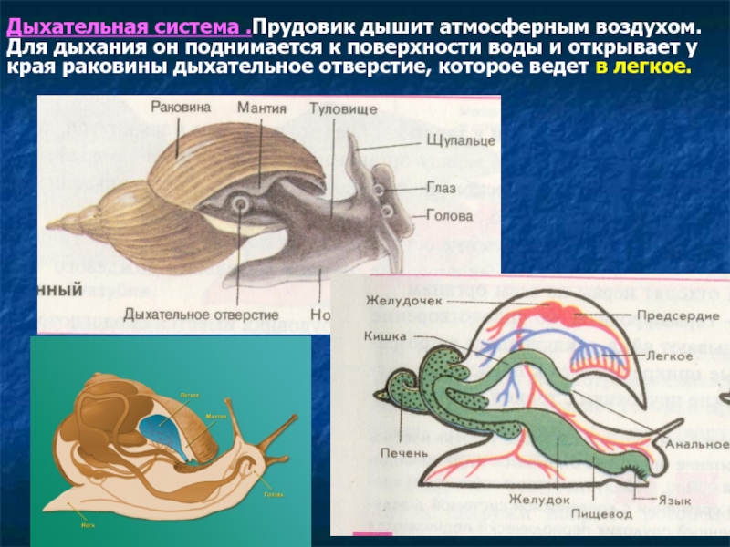 Как дышит улитка фото