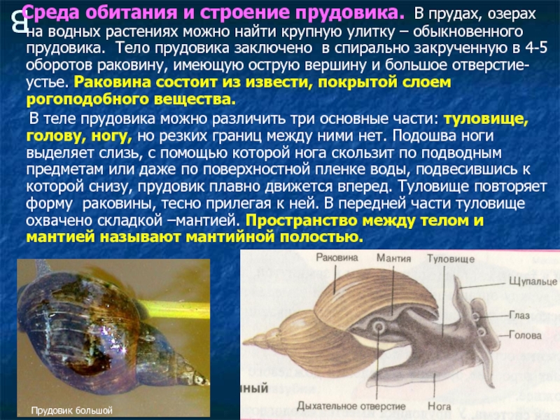 Какой тип питания характерен для прудовика обыкновенного изображенного на рисунке