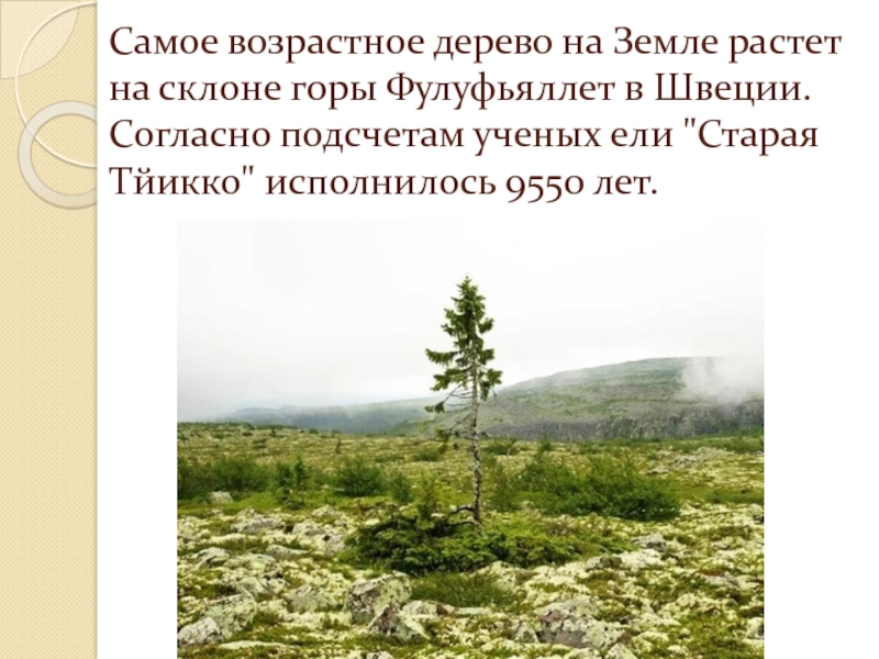 Самое древнее дерево на земле 9550 лет. Возрастные деревья. Что растет в земле. Ель в Швеции 9550 лет.