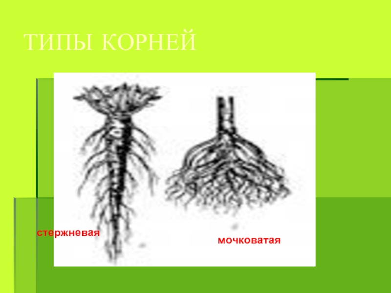 Стержневой корень. Стержневая м мочковатая корневые. Мочковатая или стержневая. Мочковатый корень. Стержневой корень в жизни.