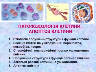 Патофізіологія клітини. Апоптоз клітини